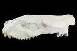 Oreodont (Merycoidodon) Partial Skull - Wyoming #93755-7